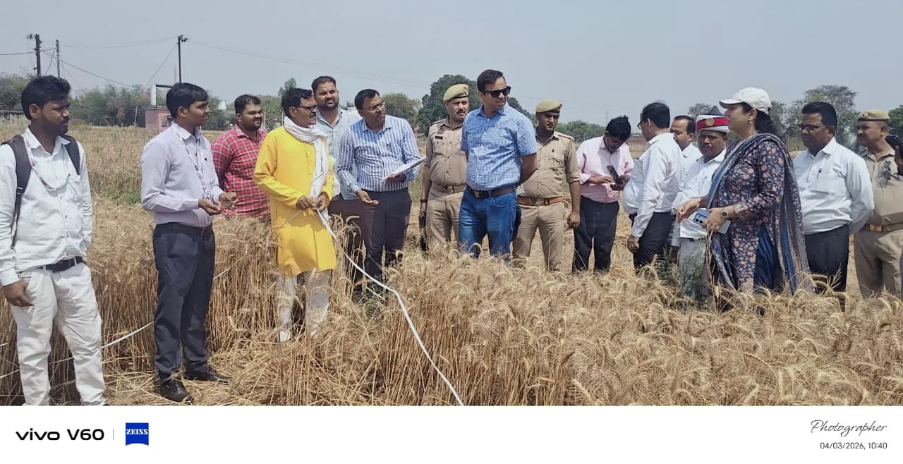 पाली में गेहूं की क्रॉप कटिंग, औसत उत्पादन 38 कुंतल प्रति हेक्टेयर