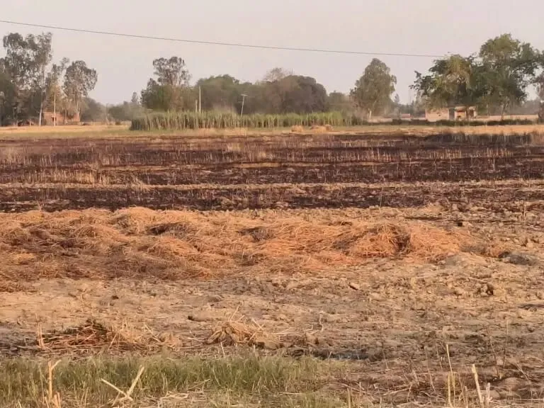 कंबाइन मशीन की चिंगारी से 80 बीघा गेहूं की फसल जलकर राख, 21 किसान परिवार प्रभावित