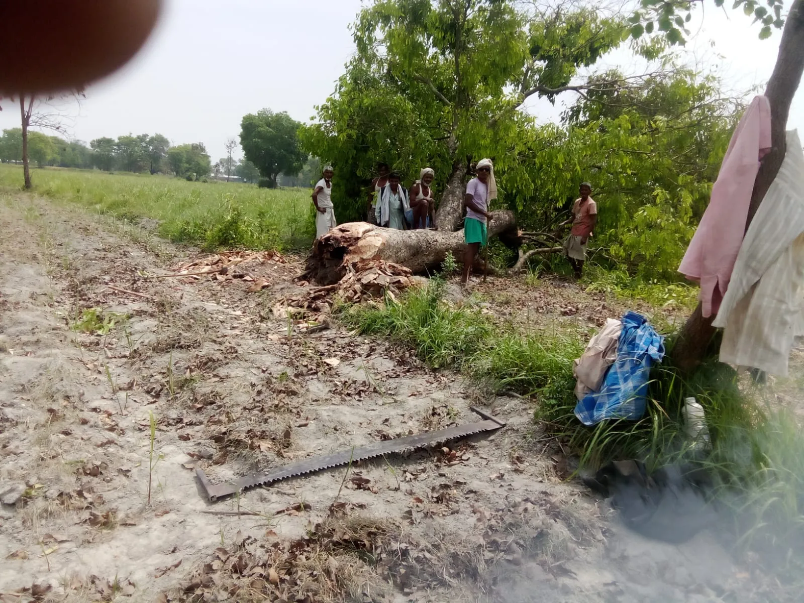 खड्डा: हरे पेड़ों की अवैध कटान पर वन विभाग का शिकंजा, जुर्माना लगते ही मचा हड़कंप