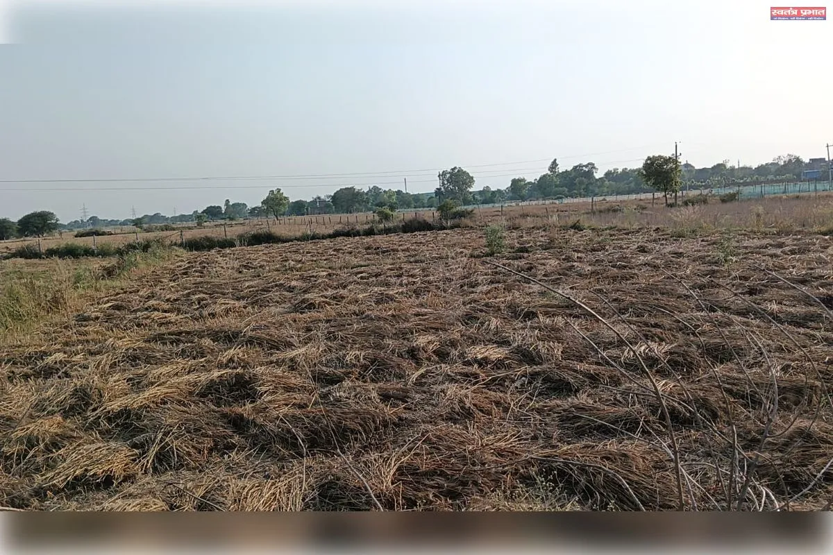 बेमौसम बारिश और आंधी से किसानों की बढ़ी चिंता, गेहूं की फसल को नुकसान