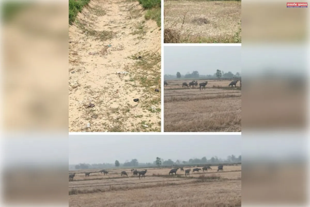 सूखी नहरे सूखे तालाब पानी की तलाश में भटक रहे बेजुबान जानवर