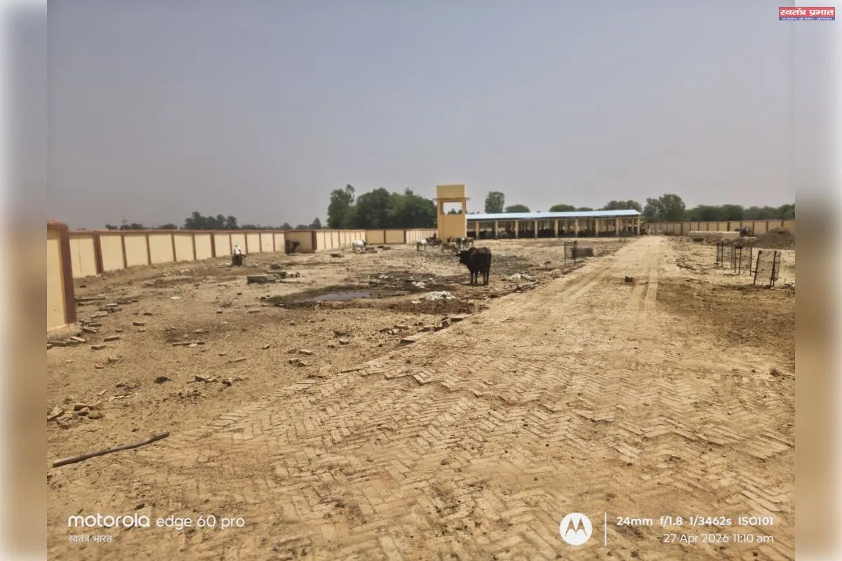 नवनिर्मित कान्हा गौशाला में गौवंशों की दुर्दशा का अध्याय शुरू