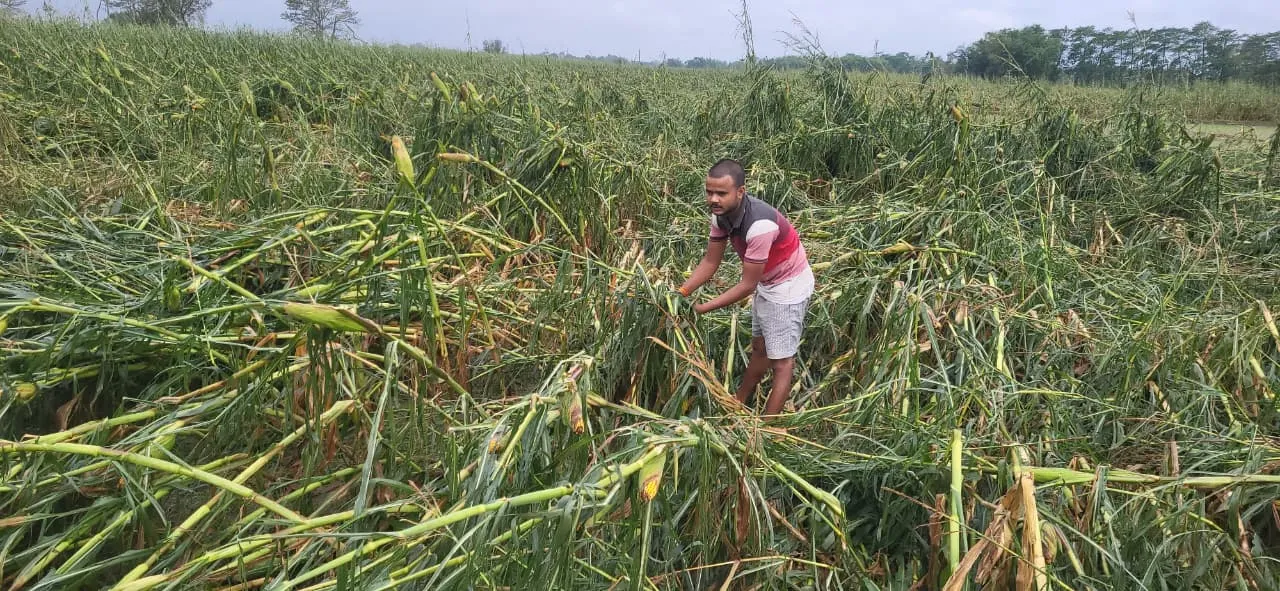 आंधी-तूफान और ओलावृष्टि से फसलों को भारी नुकसान, किसान चिंतित