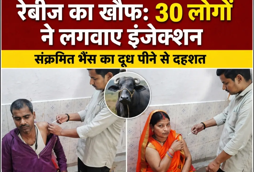 गोरखपुर में हड़कंप: रेबीज संक्रमित भैंस का दूध पीने वाले 30 लोगों ने लगवाए एंटी-रेबीज इंजेक्शन