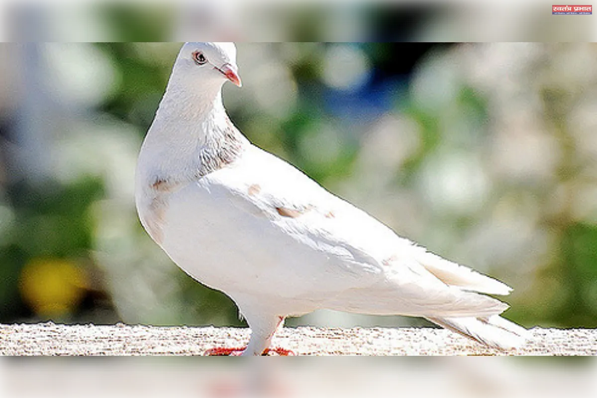 कहां गए शांति के कपोत उड़ाने वाले?