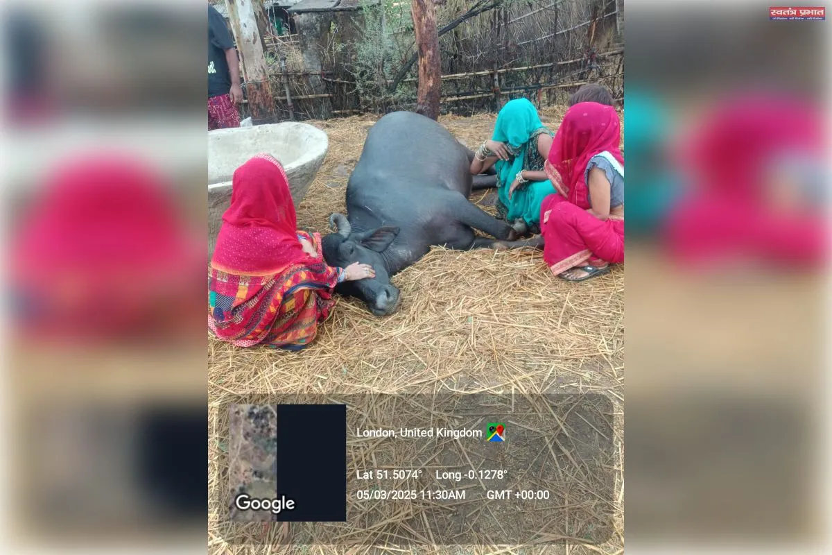 तेज गरज चमक के साथ गिरी आकाशी बिजली एक भैंस की मौत।