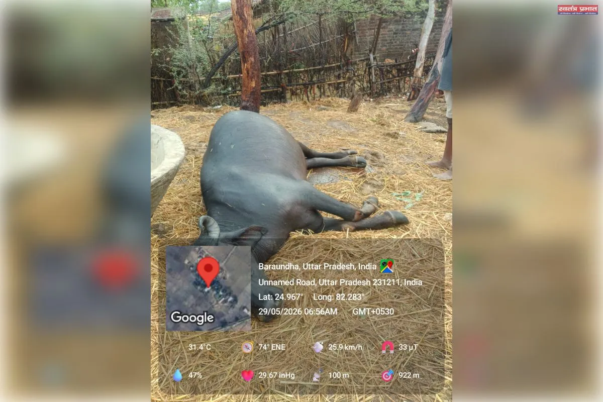 तेज गरज चमक के साथ गिरी आकाशी बिजली एक भैंस की मौत।