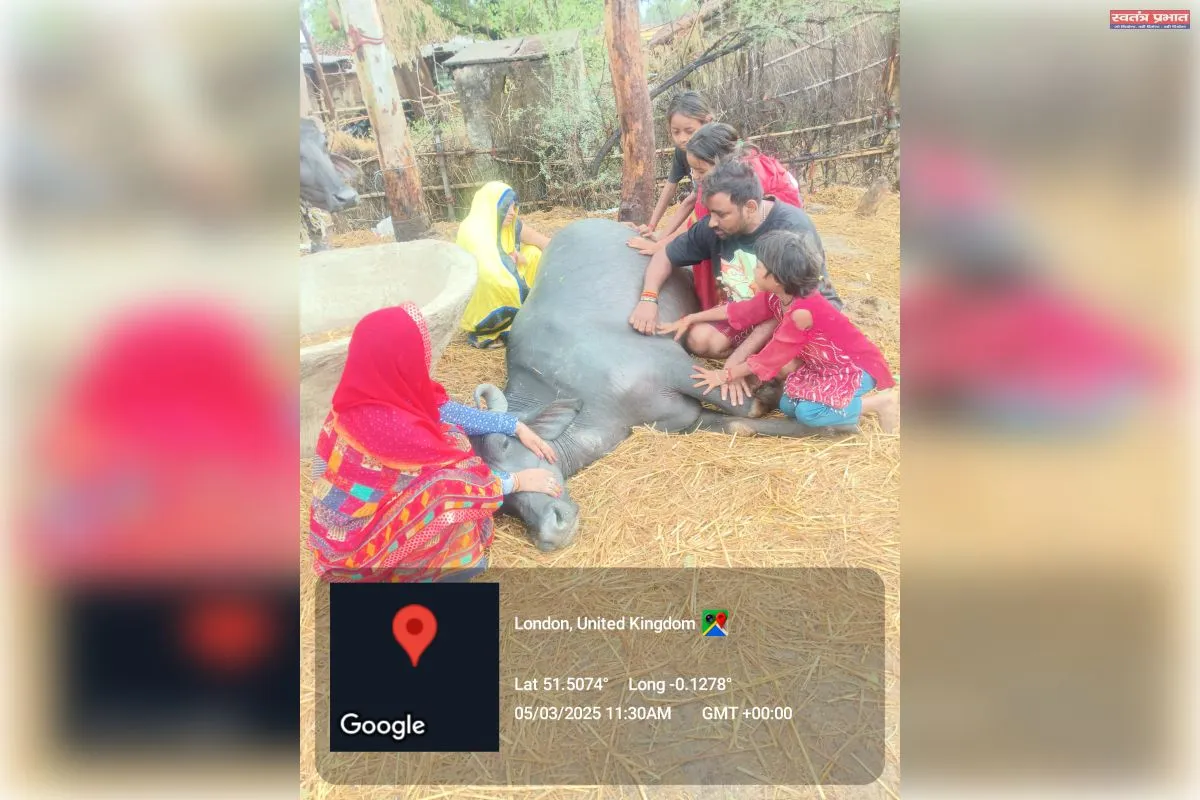 तेज गरज चमक के साथ गिरी आकाशी बिजली एक भैंस की मौत।