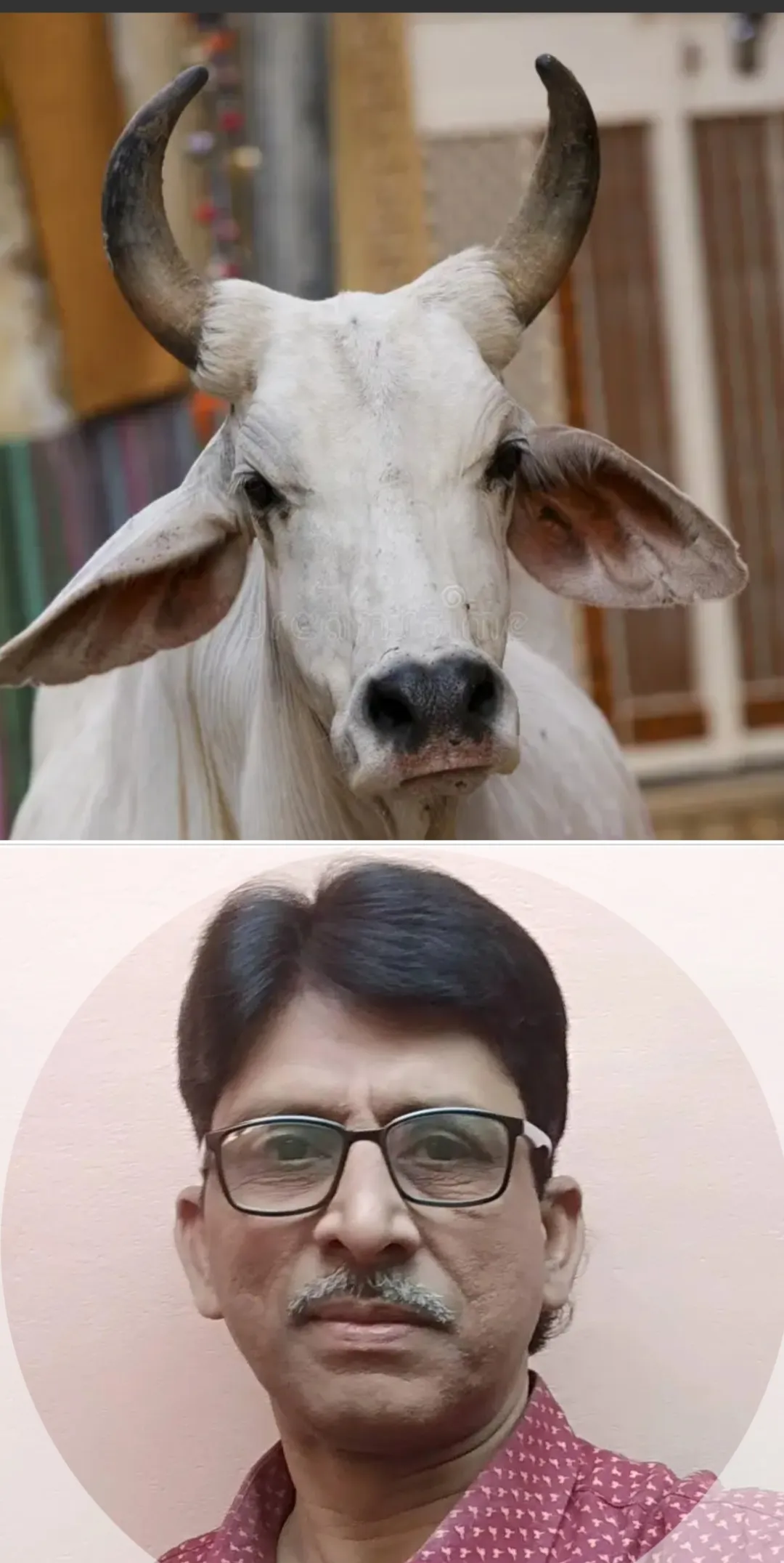 स्मार्ट शहर में गौमाता...!