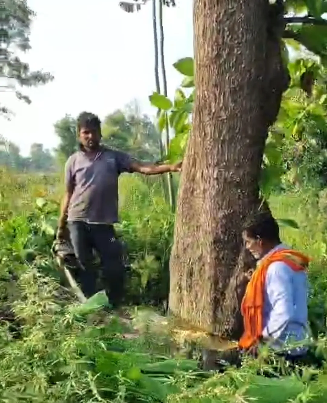 पडरौना वन क्षेत्र में दिनदहाड़े पेड़ कटान का वीडियो वायरल, ग्रामीणों ने वन विभाग पर लगाया मिलीभगत का आरोप