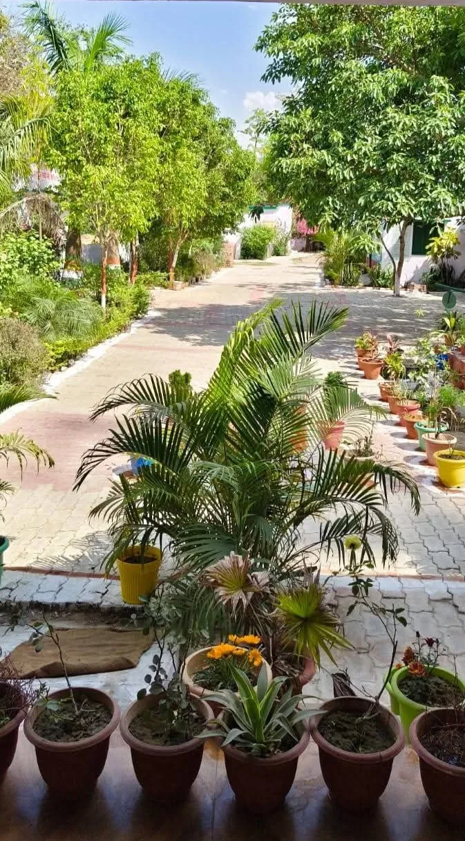 शिक्षा के साथ पर्यावरण संदेश  की नई इबारत गढ़ रहा बढ़नी ब्लॉक का हरित विद्यालय गोल्हौरा मुस्तहकम