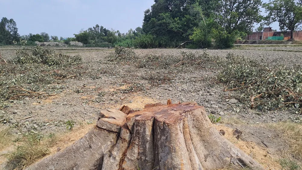 वन माफिया बेखौफ होकर चला रहे हरियाली पर आरा