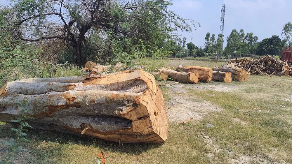 वन माफिया बेखौफ होकर चला रहे हरियाली पर आरा