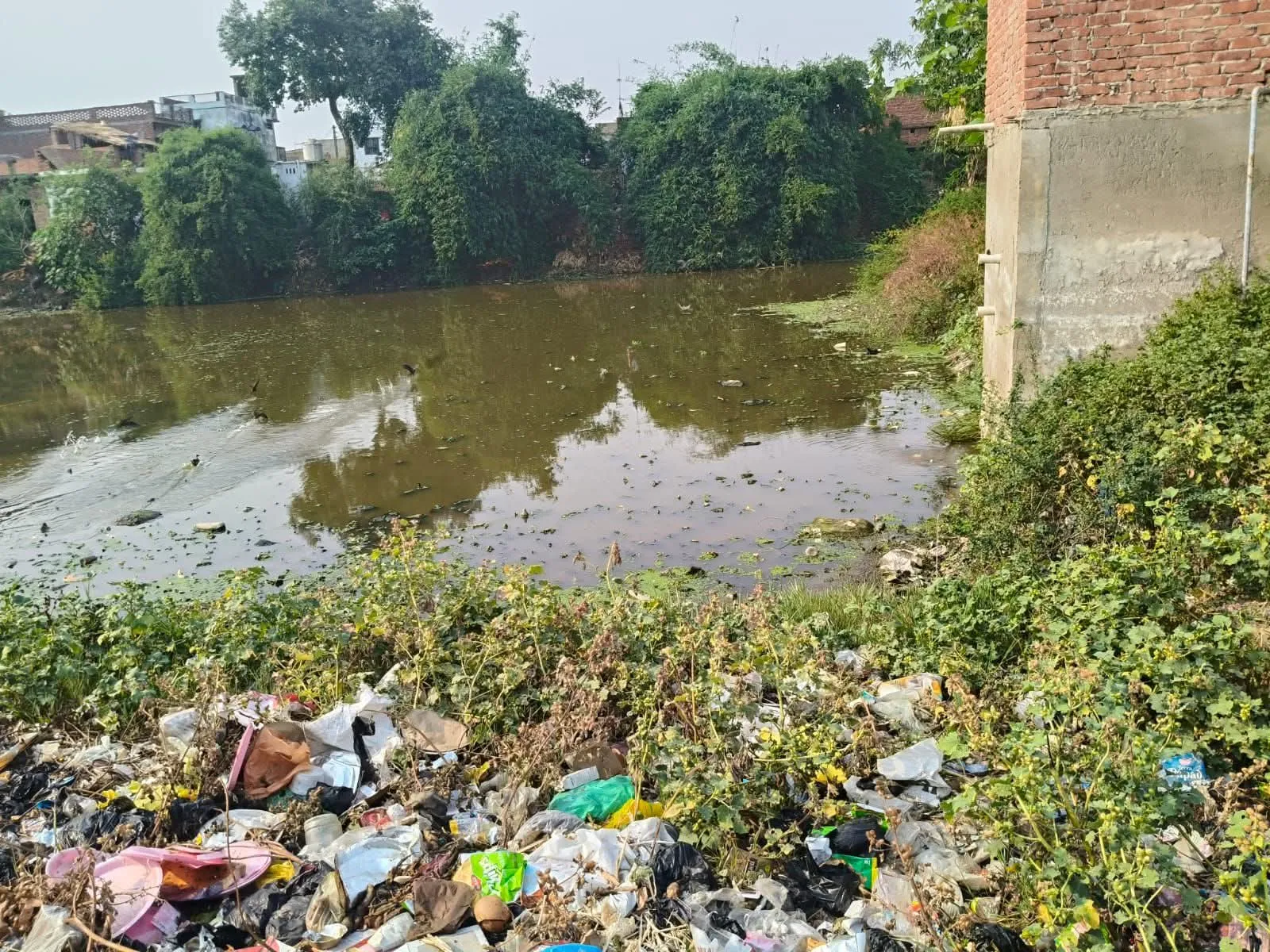 सोनहटी बुजुर्ग में पानी और जलकुंभी के बीच चल रहा मनरेगा कार्य प्रधान सचिन और वीडियो की मिले भगत से