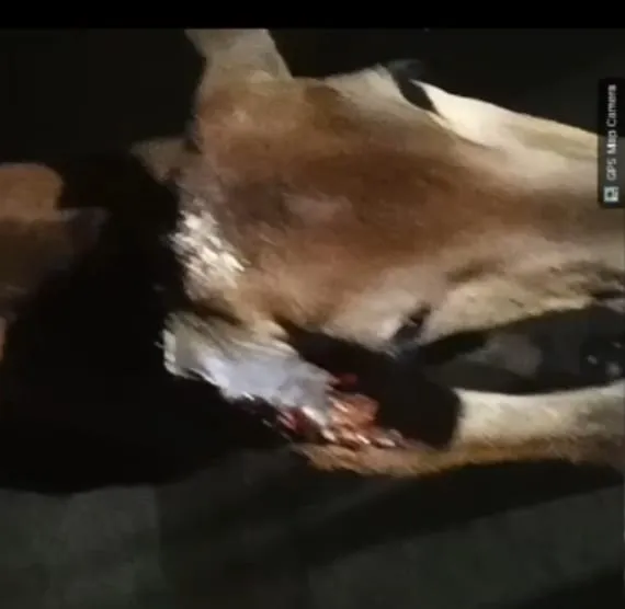 दो दिन से सरकारी विद्यालय में घायल अवस्था में घूम रहा गाय का बछड़ा, माट साहब का नहीं गया ध्यान