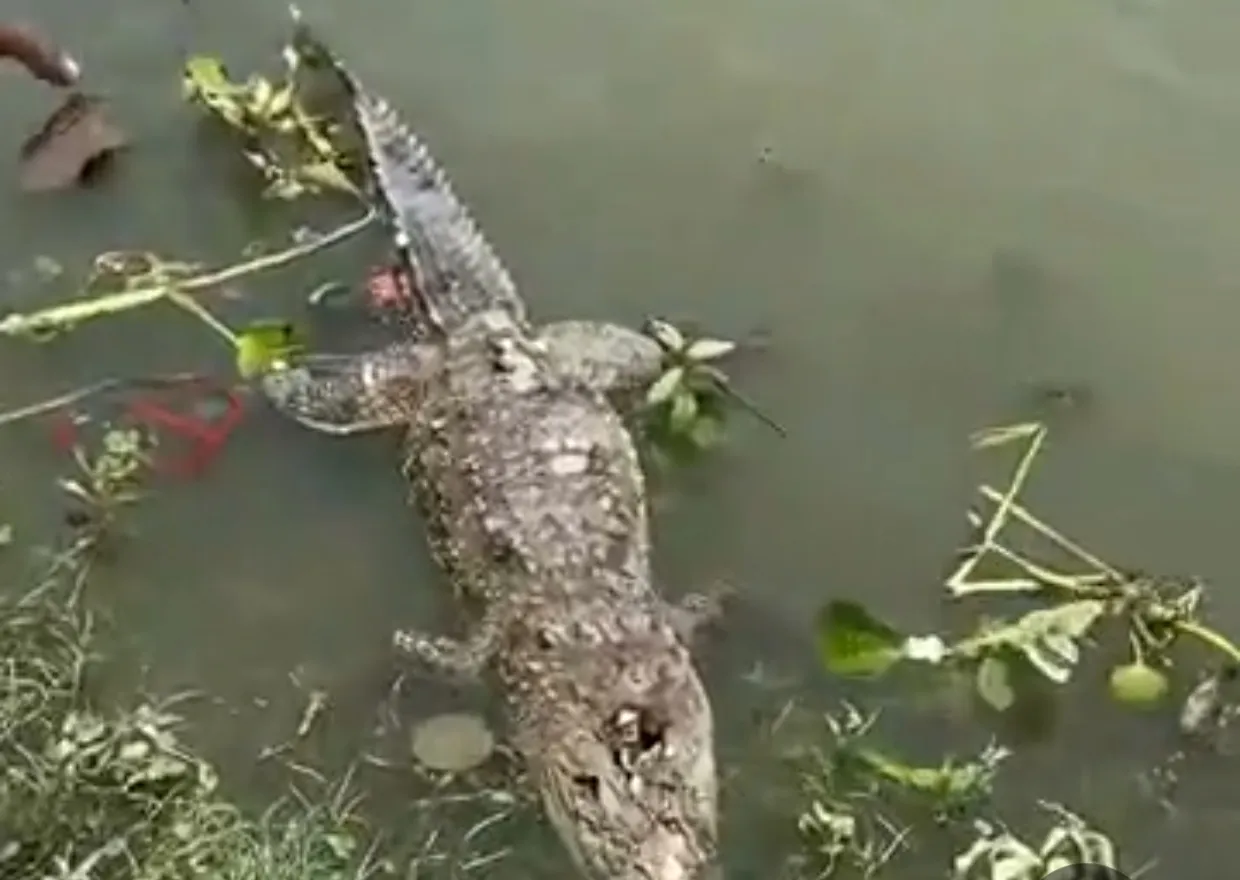 कानपुर में गंगा किनारे मिला मगरमच्छ का शव, सिर पर चोट के निशान, मार कर फेंकने का आरोप 