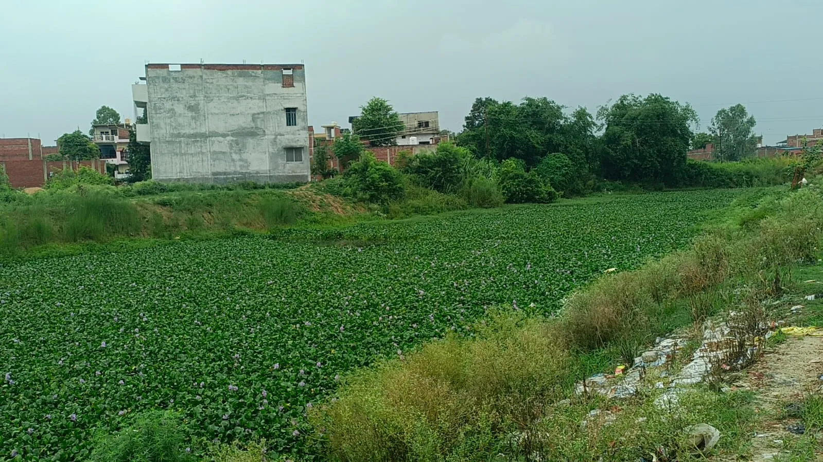 तमसा की अंतिम सांसें: जलकुंभी का कहर, गंदगी का तांडव