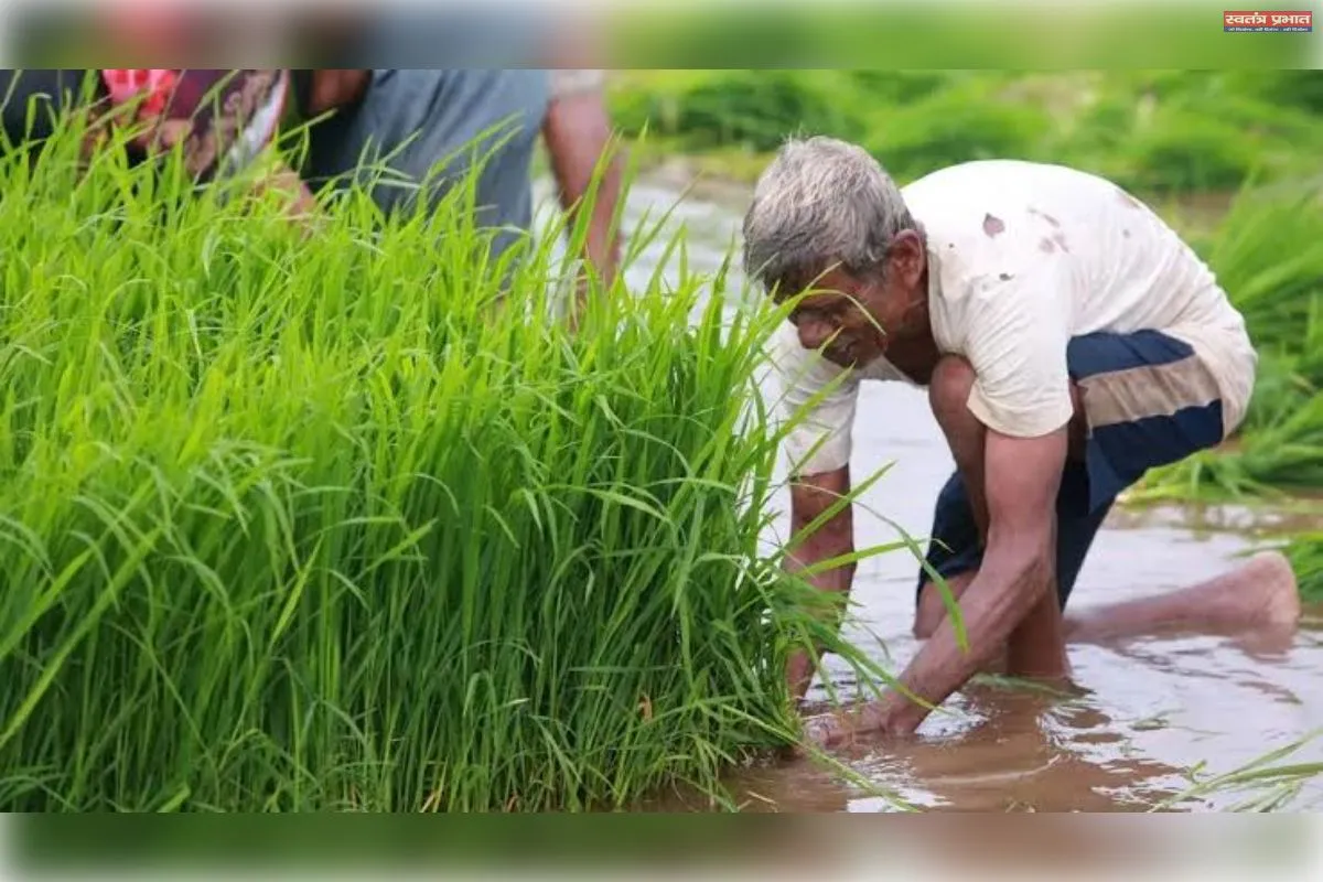 प्राकृतिक खेती की ओर बढ़ते कदम