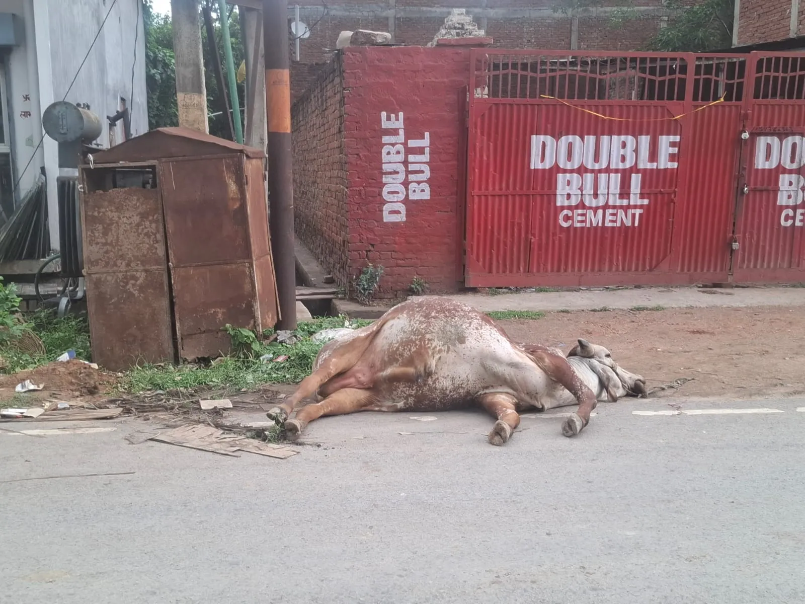 बिजली विभाग की लापरवाही से मंदिर के गाय की करंट लगने से मौत, लोगों में आक्रोश।