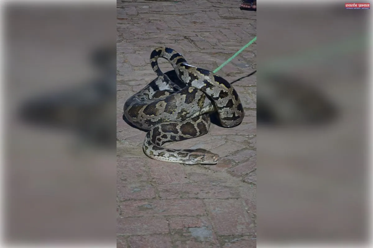मलिहाबाद के रहमानखेड़ा में आधी रात रिहायशी इलाके में घुसा विशालकाय अजगर, बिल्ली को बनाया शिकार; ग्रामीणों में दहशत
