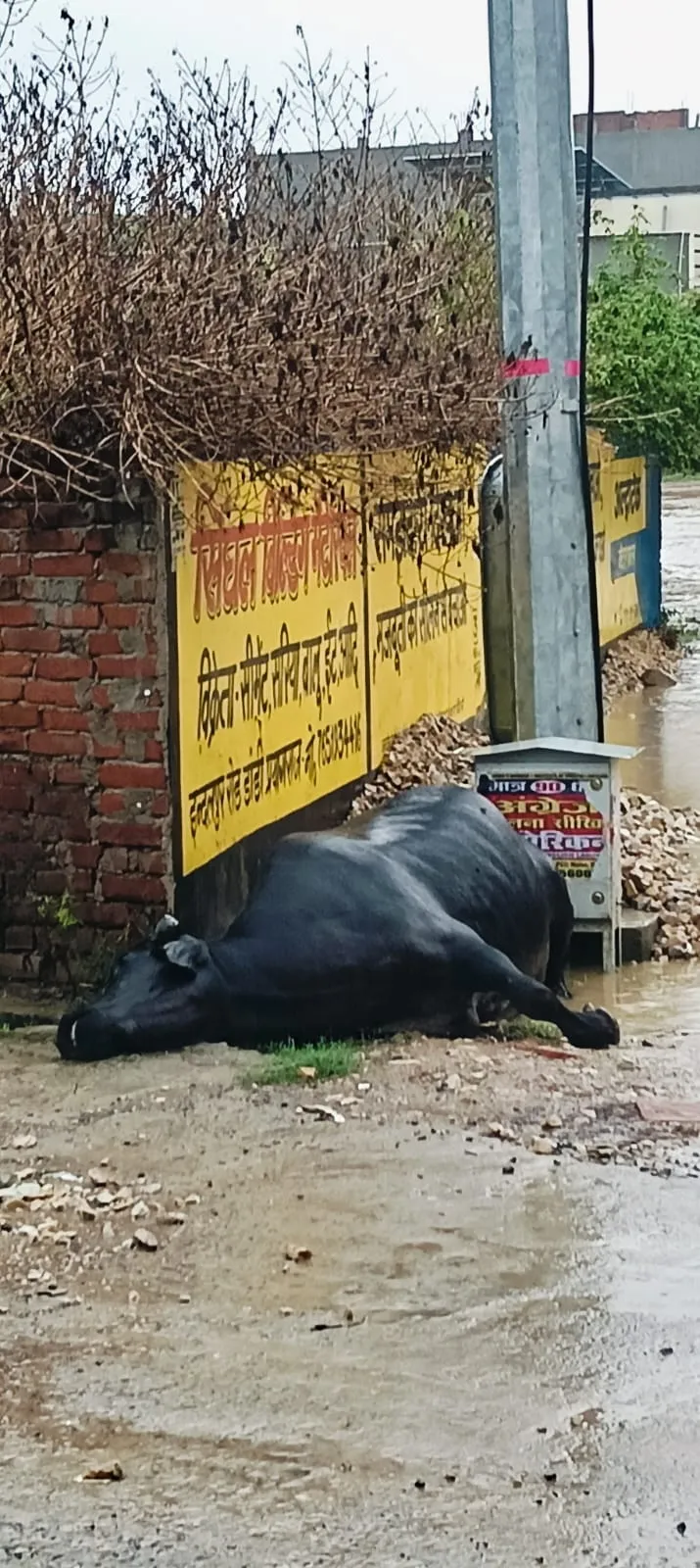 से करंट की चपेट में आकर भैंस की मौत, ।विजली विभाग की लापरवाही का आरोप।