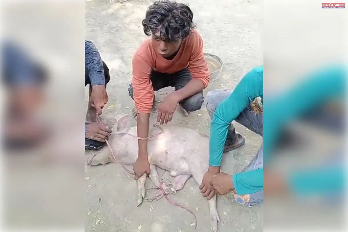 काकोरी में सूअर और भैंस चोरी का खुलासा