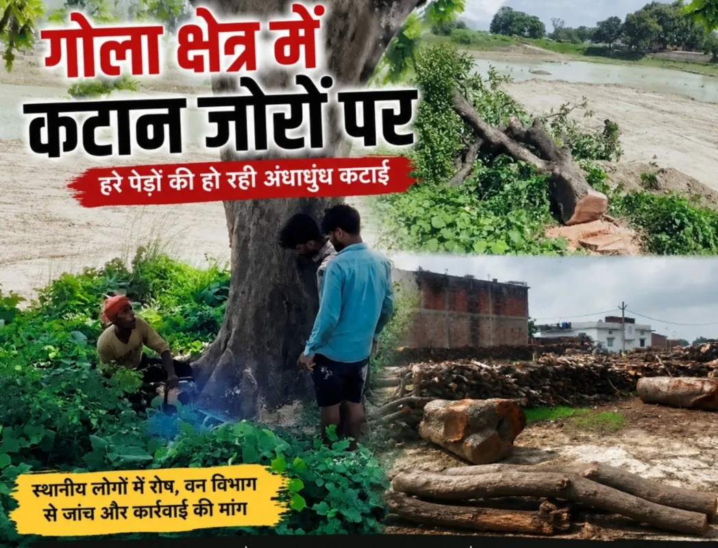 गोरखपुर: गोला का पड़ौली बाजार बना हरे पेड़ों के अवैध कटान का अड्डा, ग्रामीणों में आक्रोश