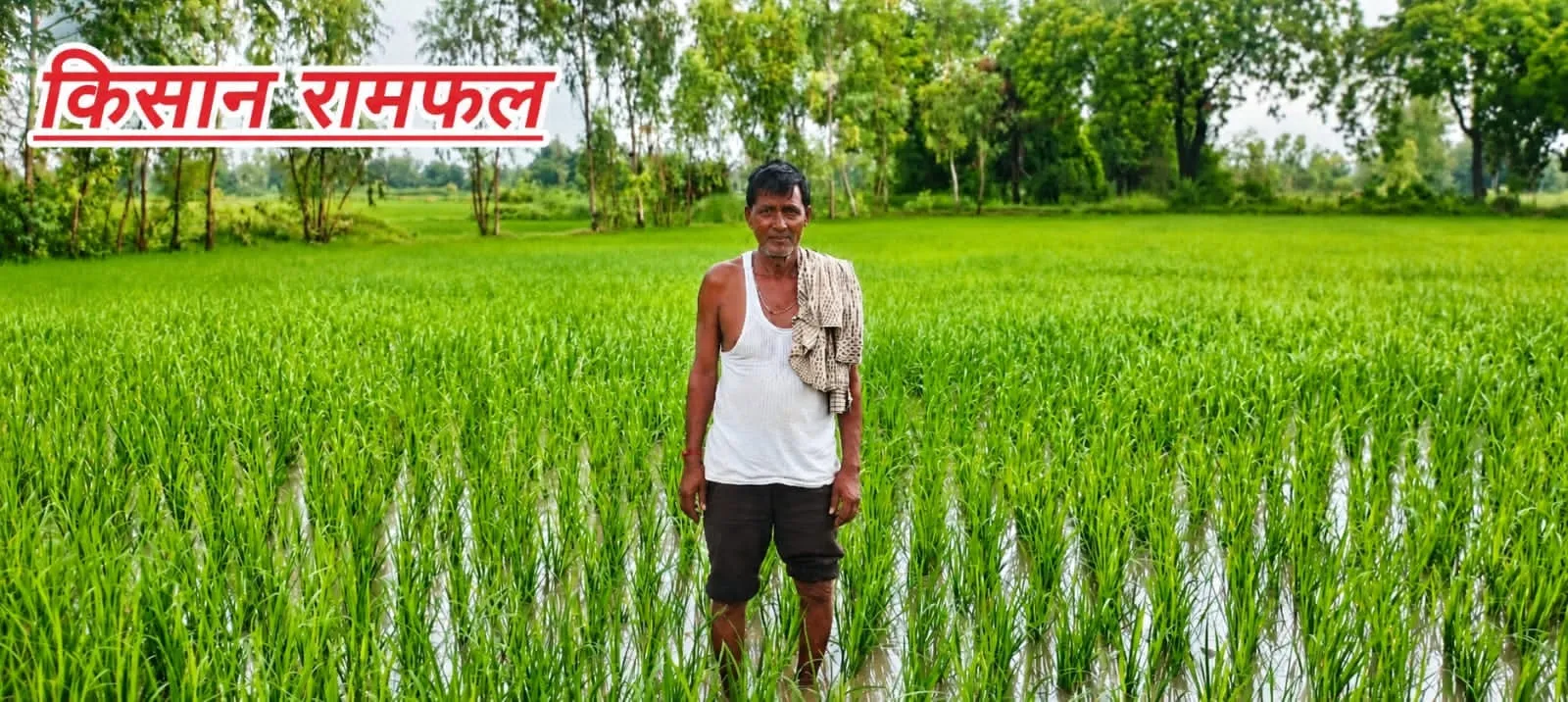 बरखा बनी किसानों के लिए वरदान: झमाझम बारिश से खेतों में लौटी हरियाली, उम्मीदों को मिले नए पंख