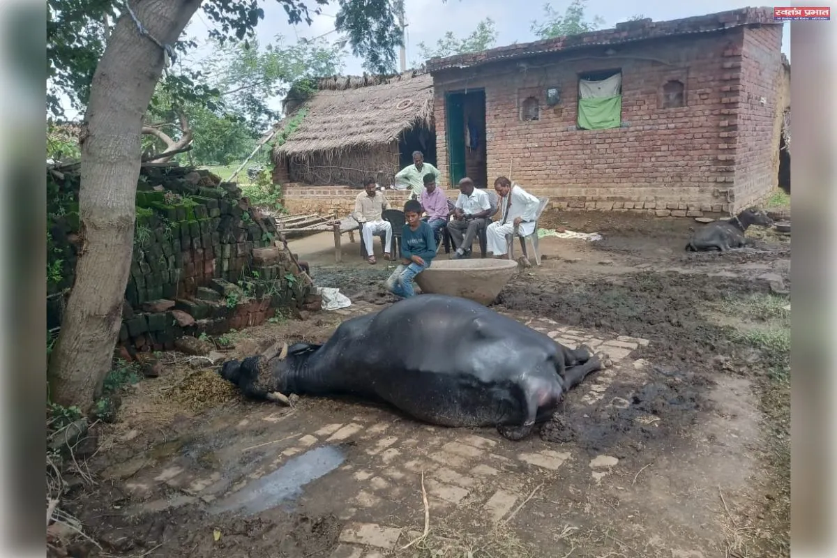 आकाशीय बिजली गिरने से दुधारू भैंस की मौत, पशुपालक को हुआ भारी नुकसान