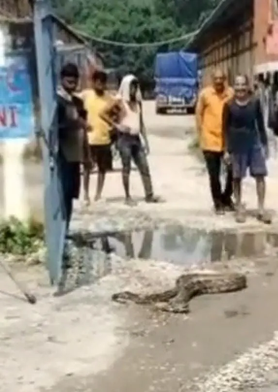 एफसीआई गोदाम के पास निकला विशाल , मची अफरा-तफरी