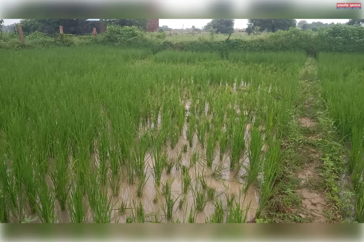 महुगड़ी में जंगली हाथी का आतंक, खेतों में रौंदी फसलें; वन विभाग की टीम रेस्क्यू में जुटी, ग्रामीणों में दहशत