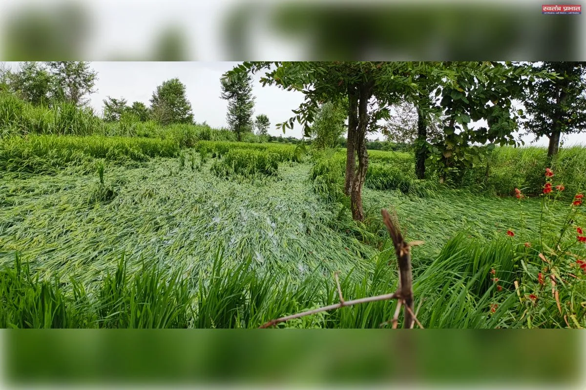 लगातार भारी बारिश से धान-मक्का समेत फसलें प्रभावित, पैदावार पर संकट