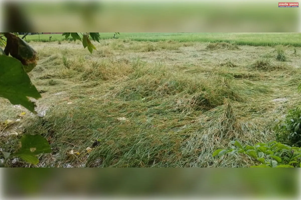 बारिश के साथ तेज हवा से धान की फसल गिरी, किसान परेशान