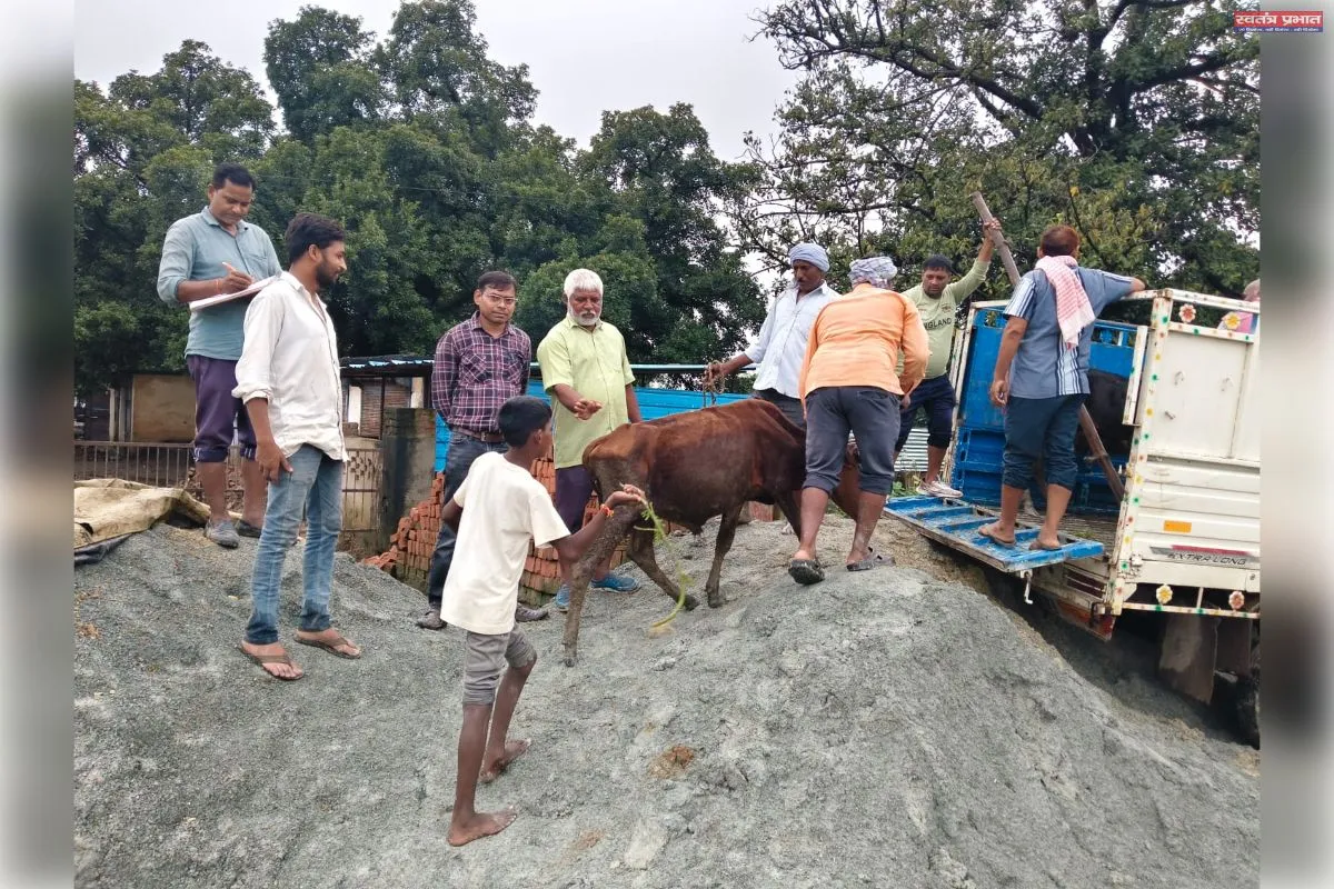 बाढ़ को देखते हुए सीखड़ गौ आश्रय केंद्र से पशुओं को निकाल कर सुरक्षित स्थान पर भेजा गया।
