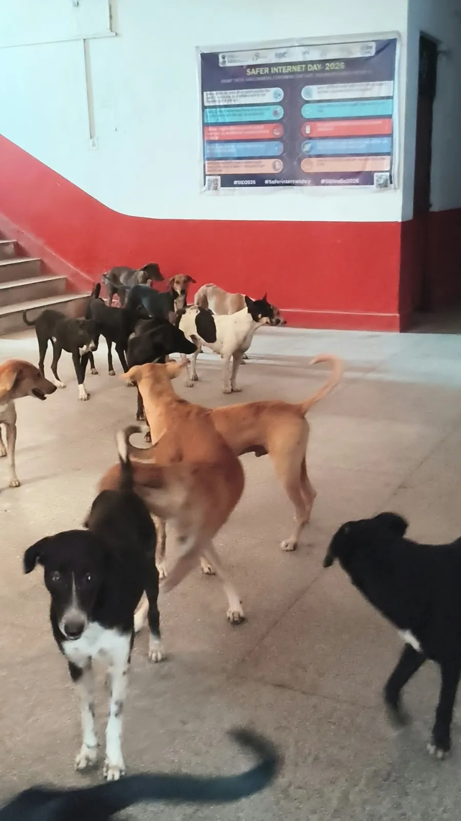 उतरौला तहसील परिसर में आवारा कुत्तों का आतंक, फरियादियों की सुरक्षा पर उठे सवाल