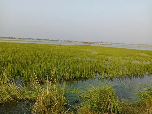 बाढ़ का पानी कम हो रहा, लेकिन फसलों का जीवन आखिरी सांसें गिन रहा