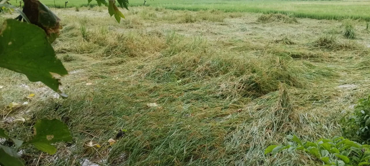 बेमौसम बारिश से बर्बाद हुई धान की फसल, किसानों की बढ़ी धड़कन