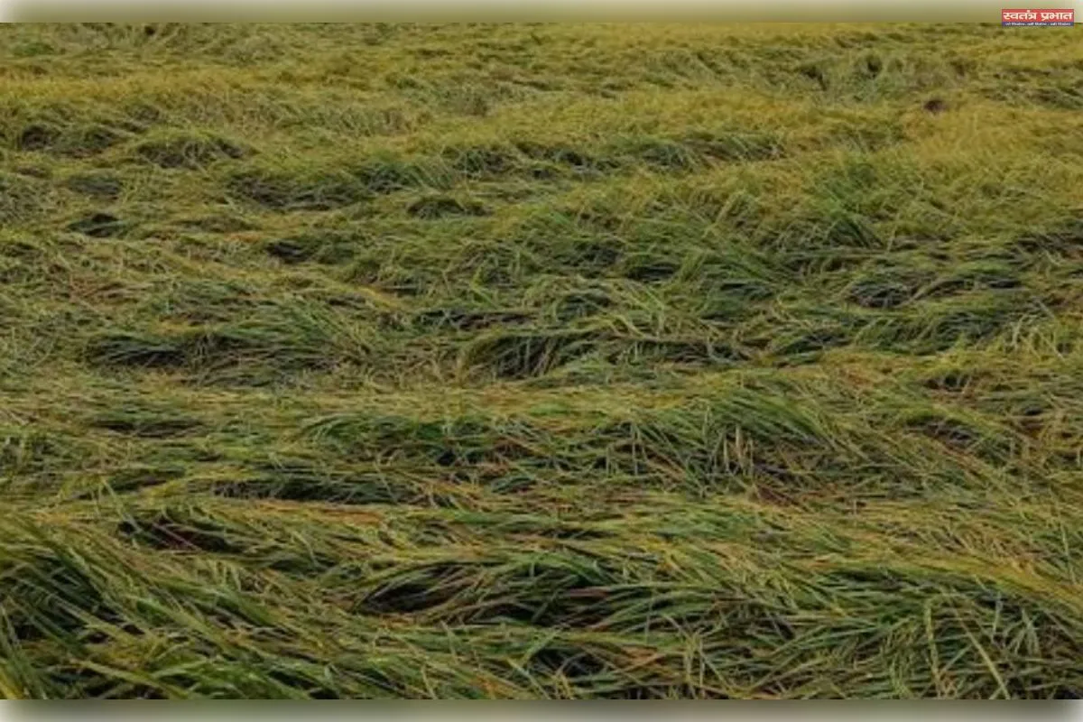 बेमौसम बारिश ने किसानों की तोड़ी कमर, खेतों में बिछी धान की फसल; अन्नदाता की बढ़ी चिंता
