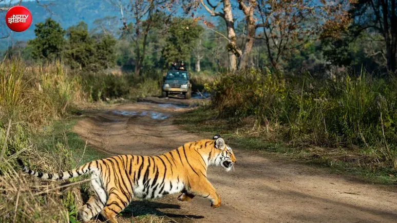 जिम कॉर्बेट में गार्ड पर झपटा बाघ, साथी ने लाठी से वार कर बचाई जान