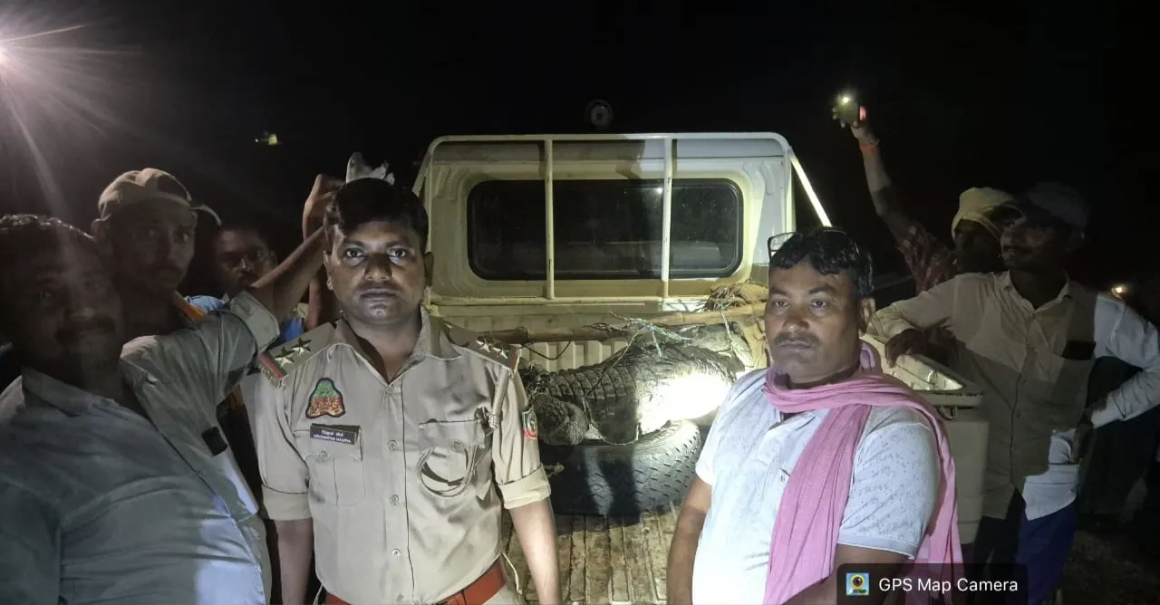 गोर्गी गाँव में निकला दस फीट का मगरमच्छ, वन विभाग ने किया रेस्क्यू।