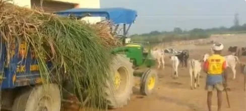 कल तक जहां पर्याप्त भूसा-दाना नहीं था, आज पहुंचा हरा गन्ना,रमना तौफीक गौ संरक्षण केंद्र की बदली तस्वीर, लेकिन बदहाली बरकरार