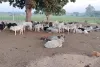 गौशाला में सर्दी से काँप रहे है गौवंश