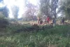 परमिट की आड़ में काट दिए अनेकों प्रतिबंधित पेड़