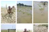 असमय बढ़े गंगा के जलस्तर ने क्षेत्रीय किसानों की फसलों को बुरी तरह से बर्बाद कर दिया है
