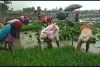 बिहार : झमाझम बारिश से किसानों के मनमयूर खिले धान की रोपनी शुरू