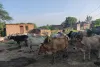 सड़कों पर बैठे मवेशी, हादसों का अंदेशा, जिम्मेदार नहीं दे रहे ध्यान