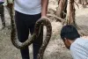 केले के खेत में निकला छह फिट का अजगर, दहशत 