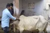 कुशीनगर : लंपी वायरस का दस्तक, पशुपालक परेशान