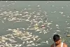 तालाब में जहर डाल मार दी मछलियां लाखों का नुकसान