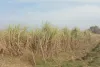 गन्ना माफियों को मिल रहा संरक्षण, किसानों हो रहें बेबश,औने पौने दामों में बेचने को मजबूर